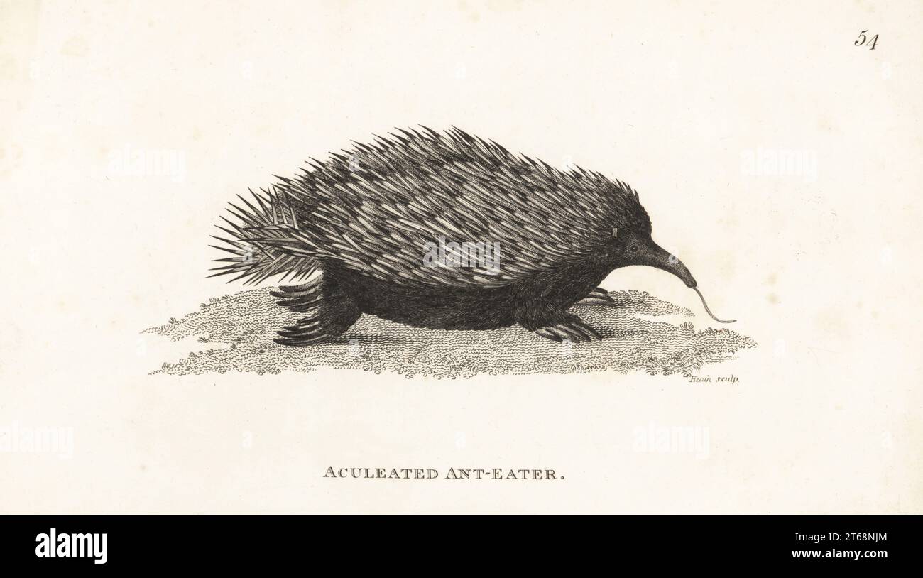 Kurzschnabelechidna oder Kurzschnabelechidna, Tachyglossus aculeatus. Aus New Holland (Australien) stammend. Akulierter Ameisenfresser, Myrmecophaga aculeata. Nach einer Illustration des Port Jackson Malers. Kupferstich von James Heath aus George Shaws General Zoology: Mammalia, G. Kearsley, Fleet Street, London, 1800. Stockfoto