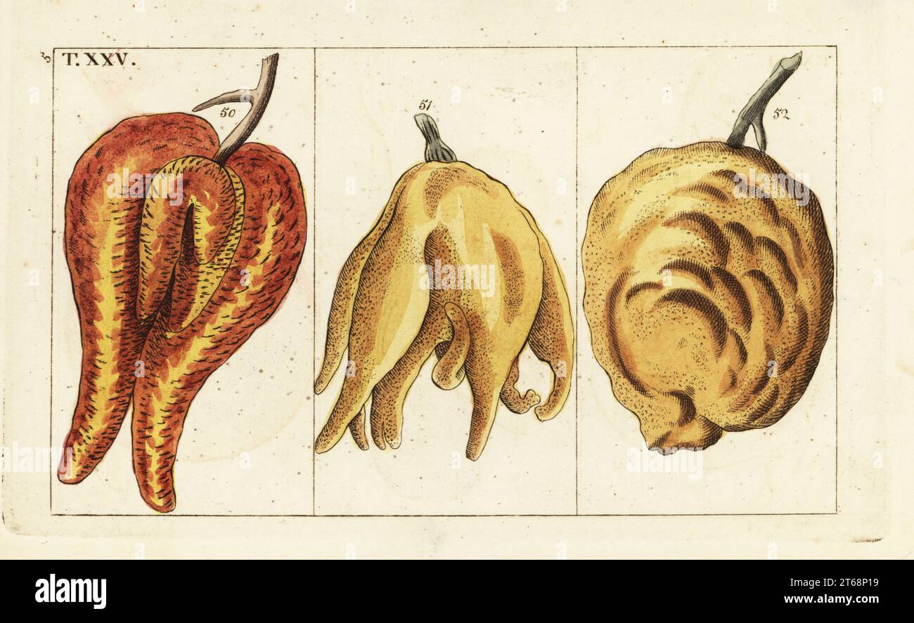 Sorten von Orangen, missgeformte und bauchige Formen, Citrus aurantium. Handkolorierter Kupferstich einer botanischen Illustration aus Gottlieb Tobias Wilhelms Unterhalten aus der Naturgeschichte, Wien, 1816. Stockfoto