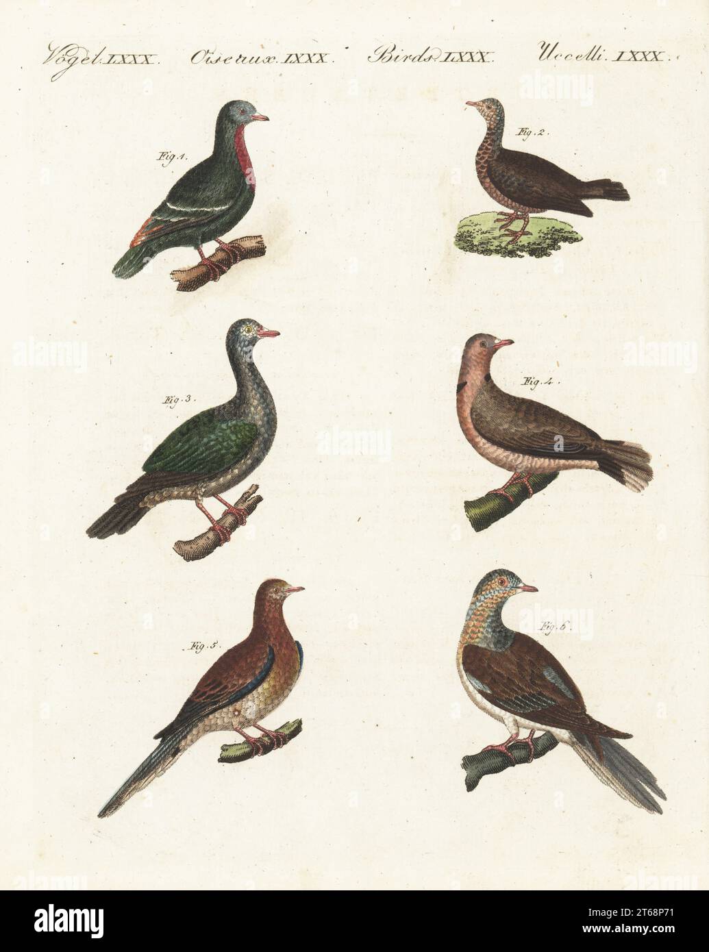 Columba turtur javanica Fotos und Bildmaterial in hoher Auflösung Alamy