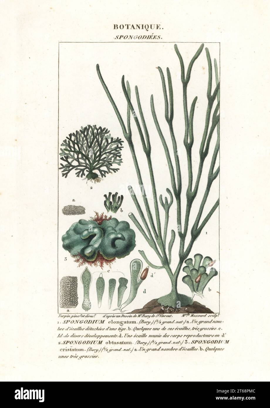 Grünalgenarten, Spongodium elongatum, Spongodium obtusatum und Spongodium cristatum. Handfarbige Kupferstichgravur von Antoine Laurent de Jussieus Dizionario delle Scienze NATURALI, Wörterbuch der Naturwissenschaften, Florenz, Italien, 1837. Von Mlle gravierte Abbildung. Massard, gezeichnet und geleitet von Pierre Jean-Francois Turpin nach Illustrationen von Jean Baptiste de Saint-Vincent und herausgegeben von Batelli e Figli. Turpin (1775-1840) gilt als einer der größten französischen Botanischen Illustratoren des 19. Stockfoto