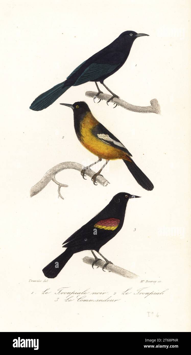 Greater Antillean Grackel, Quiscalus niger 1, Audubon Oriole, Icterus graduacauda 2, und Rotflügelvogel, Agelaius phoeniceus 3. Le troupiale noir, Oriolus niger, Le troupiale, Oriolus icterus, le commandeur, Oriolus phoeniceus. Handkolorierter Stahlstich von Madame Bourey nach einer Illustration von Edouard Travies aus Achille Richards Oeuvres Completes de Buffon, Pourrat Freres, Paris, 1839. Stockfoto