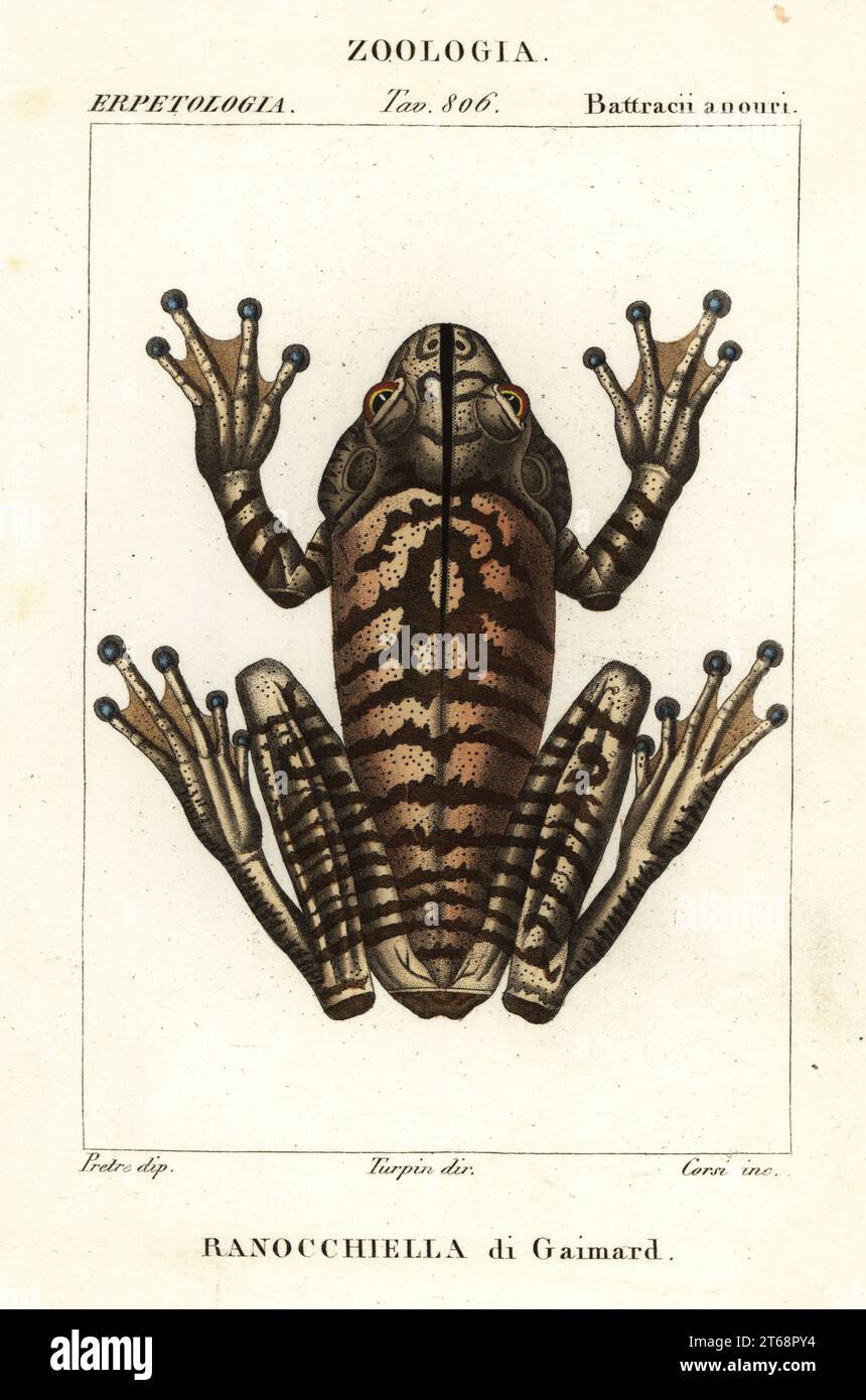 Schmiedebaum-Frosch, Schmiedefrosch oder schmiedefrosch, Hypsiboas faber oder Boana faber (Rana gaimardii, Hyla gaimardii. Ranocchiella di Gaimard). Handfarbige Kupferstichgravur von Antoine Laurent de Jussieus Dizionario delle Scienze NATURALI, Wörterbuch der Naturwissenschaften, Florenz, Italien, 1837. Von Corsi gravierte Illustration, gezeichnet von Jean Gabriel Pretre und unter der Regie von Pierre Jean-Francois Turpin, herausgegeben von Batelli e Figli. Turpin (1775-1840) gilt als einer der größten französischen Botanischen Illustratoren des 19. Stockfoto