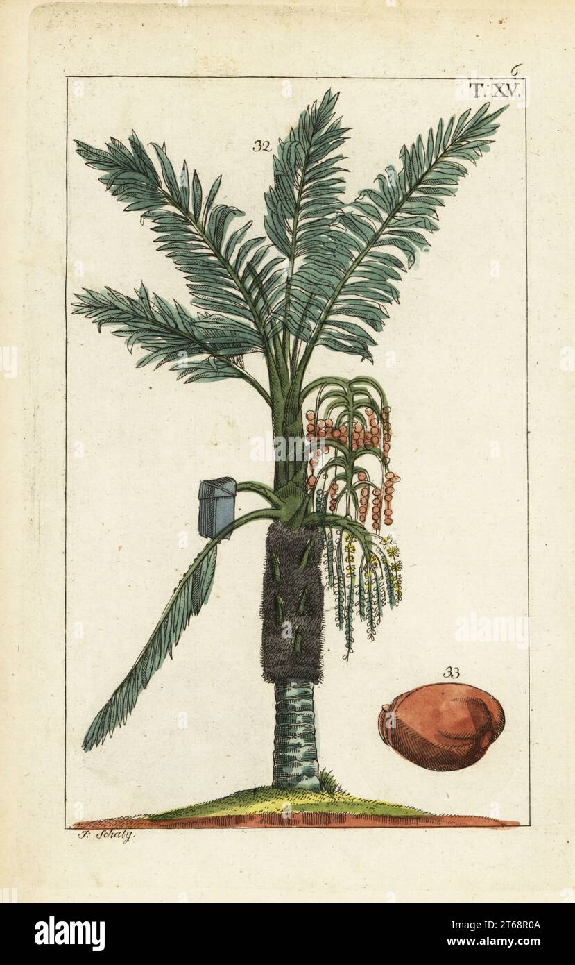 Sagopalme, Metroxylon Sagu. Handkolorierter Kupferstich von J. Schaly einer botanischen Illustration aus Gottlieb Tobias Wilhelms Unterhalten aus der Naturgeschichte, Wien, 1816. Stockfoto