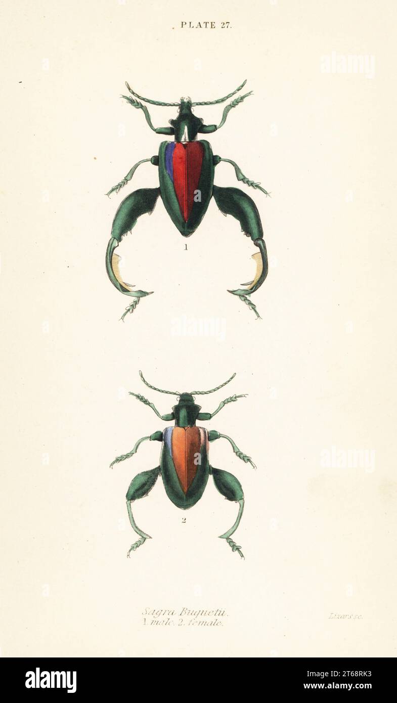 Froschkäfer, Froschbeinkäfer oder Kängurukäfer, Sagra buqueti, männlich 1, weiblich 2. Handkolorierter Stahlstich von William Lizars aus James Duncans Natural History of Beetles, in der Sir William Jardines Naturalists Library, W.H, Lizars, Edinburgh, 1835. James Duncan war ein schottischer Zoologe und Entomologe von 1804 bis 1861. Stockfoto