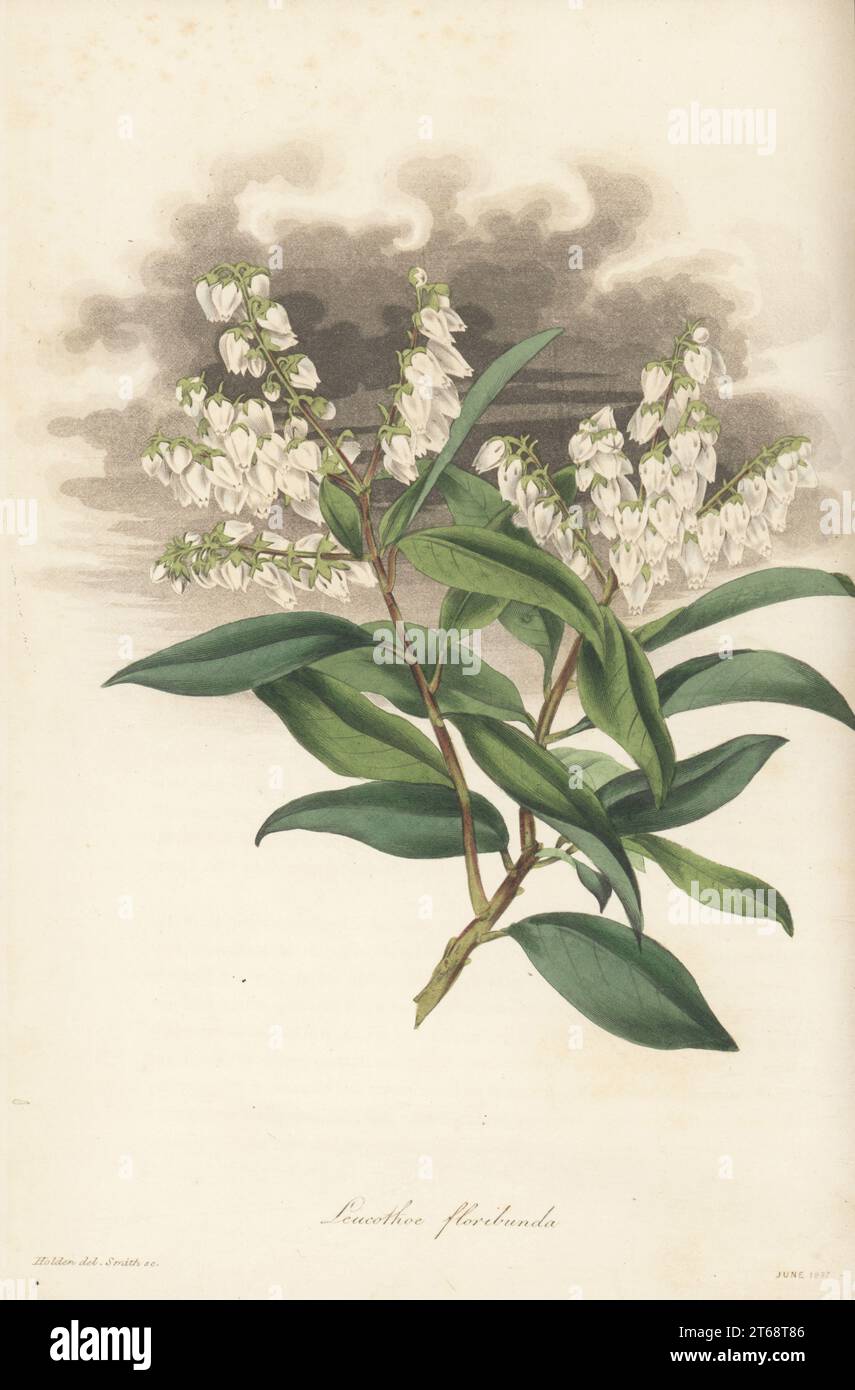 Bergfettstrauch, Pieris floribunda. Gebürtig in Georgia, Nordamerika, eingeführt von dem schottischen Pflanzenjäger John Lyon im Jahr 1811. Leucothoe, Leucothoe floribunda, Andromeda floribunda. Handkolorierter Kupferstich von Frederick William Smith nach einer botanischen Illustration von Samuel Holden aus dem Joseph Paxtons Magazine of Botany und Register of Flowering Plants, Band 4, Orr and Smith, London, 1837. Stockfoto