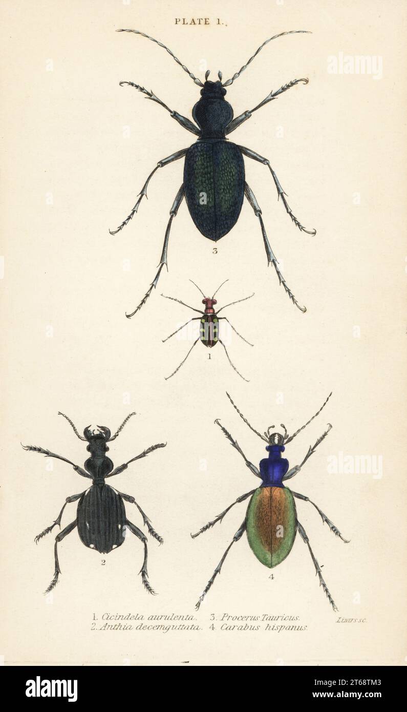 Blaugefleckter oder goldgefleckter Tigerkäfer, Cicindela aurulenta 1, Säbelzahnkäfer, Anthia decemguttata 2, großer violetter Bodenkäfer, Carabus scabrosus tauricus 3 und Bodenrüte Carabus hispanus 4. Handkolorierter Stahlstich von William Lizars aus James Duncans Natural History of Beetles, in der Sir William Jardines Naturalists Library, W.H, Lizars, Edinburgh, 1835. James Duncan war ein schottischer Zoologe und Entomologe von 1804 bis 1861. Stockfoto