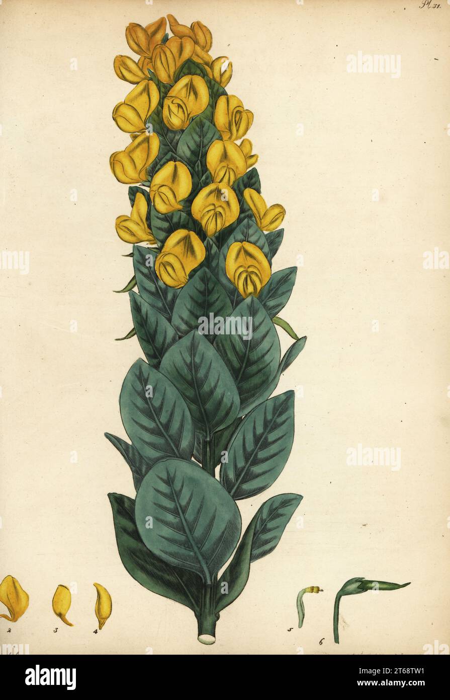Kapgorse, Aspalathus cordata. Herzförmige blättrige Borbonie, Borbonia cordata. Kupferstich gezeichnet, gestochen und handkoloriert von Henry Andrews aus seinem Botanischen Register, Band 1, veröffentlicht 1799 in London. Stockfoto