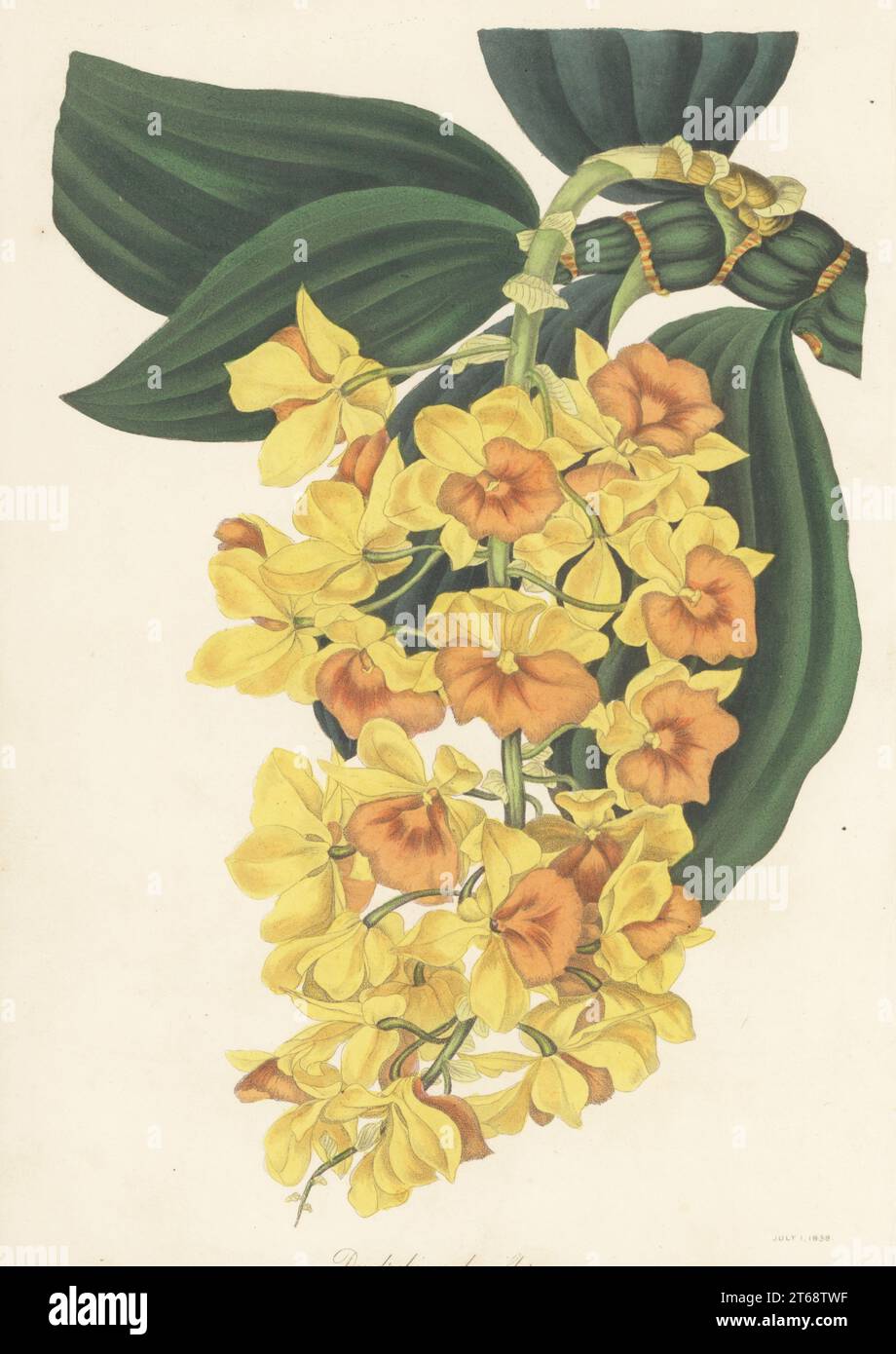 dendrobium Orchidee, dendrobium densiflorum. In Asien beheimatet, gefunden in den Khoseca Hills, Ostindien, von John Gibson, dem Pflanzensammler des Herzogs von Devonshire. Handkolorierte Lithografie aus dem Joseph Paxtons Magazine of Botany und Register of Flowering Plants, Band 5, Orr and Smith, London, 1838. Stockfoto