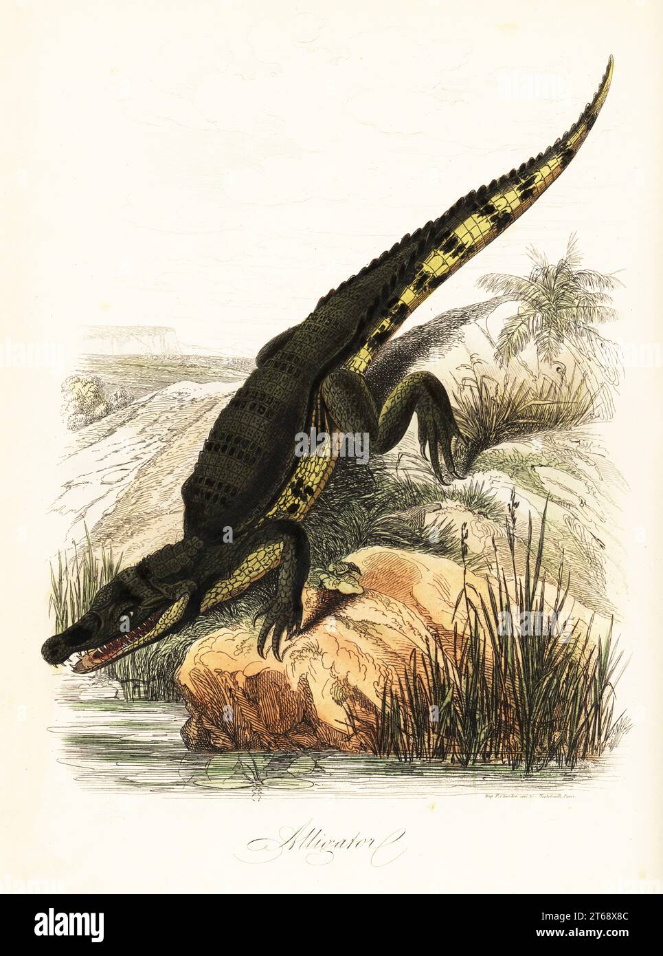 Brillenkaiman, Caiman crocodilus. Krokodilklemme. Handkolorierter Stahlstich, gedruckt von F. Chardon aus Achille Comtes Musee dHistoire Naturelle, Museum of Natural History, Gustave Hazard, Paris, 1854. Stockfoto