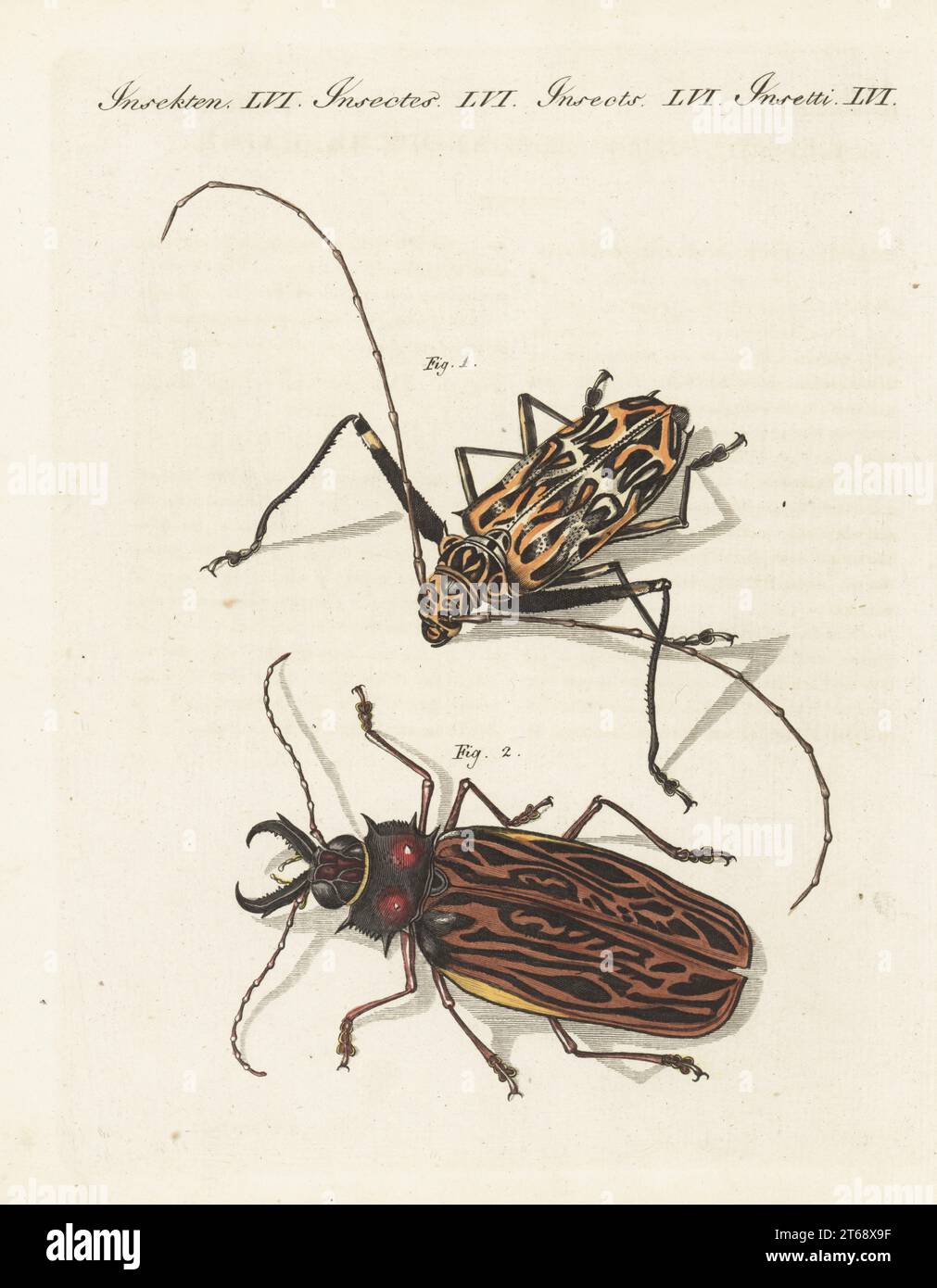 Prionus longimanus Fotos und Bildmaterial in hoher Auflösung Alamy