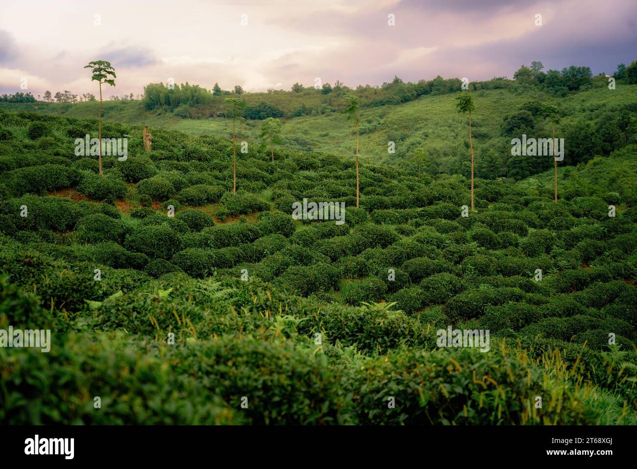 Guria Teeplantage Grün Natur Landschaft Stockfoto