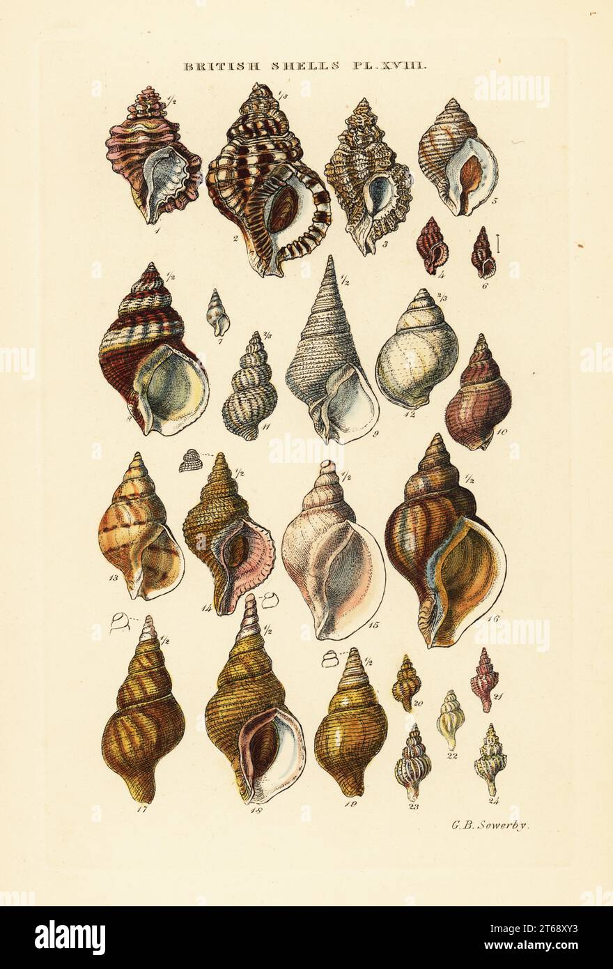 Tritonschalen, Ranella, Steinschnecken, Murex, Welpe, Bucchinum, Furus, Trophon usw. Handkolorierter Kupferstich von George Brettingham Sowerby aus seinem eigenen Illustrated Index of British Shells, Sowerby and Simpkin, Marshall & Co., London, 1859. George Brettingham Sowerby II. (1812–1884), britischer Naturforscher, Illustrator und Conchologe. Stockfoto