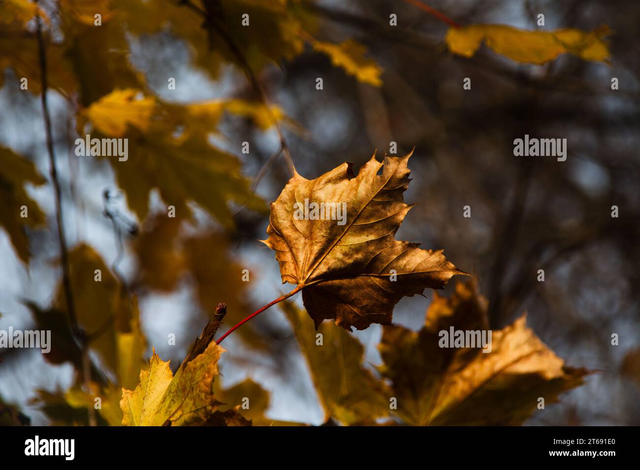 Gelbe Blätter im Herbst. Stockfoto