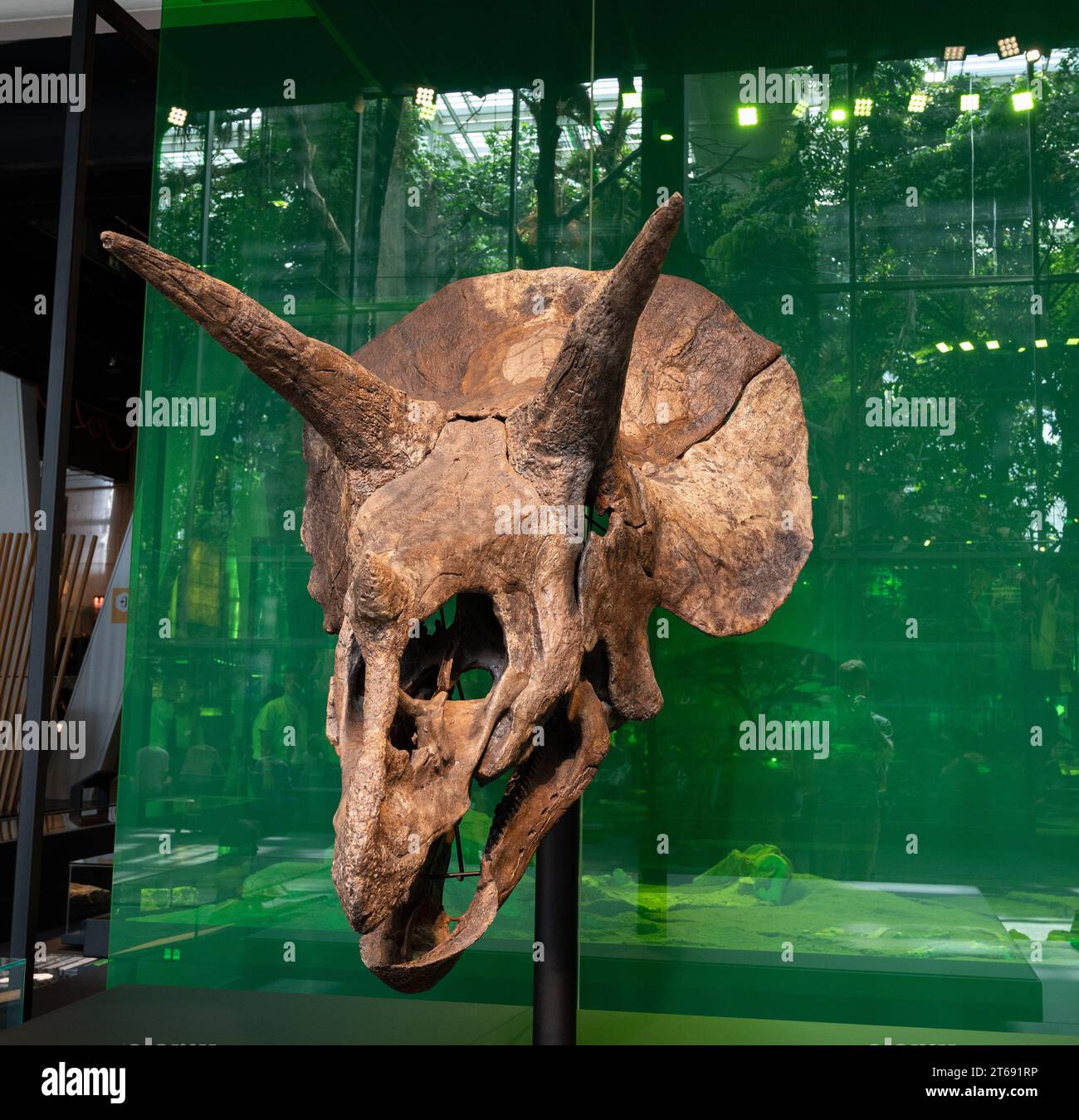 Detail der Kopfknochen eines Triceratops in einem Museum Stockfoto