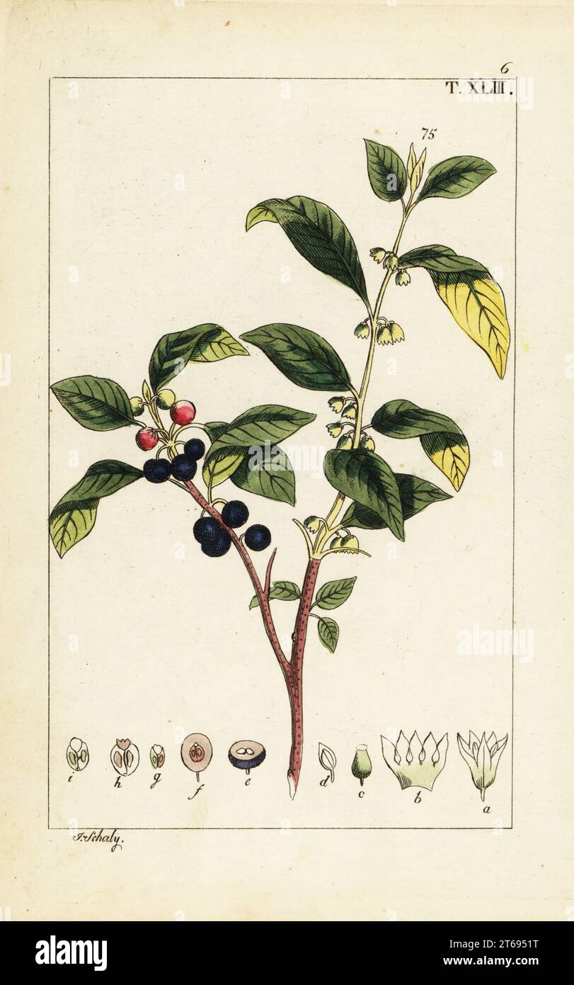 Sanddorn, Flueggea tinctoria (Rhamnus tinctoria). Handkolorierter Kupferstich einer botanischen Illustration aus Gottlieb Tobias Wilhelms Unterhaltungen aus der Naturgeschichte, Wien, 1816. Stockfoto