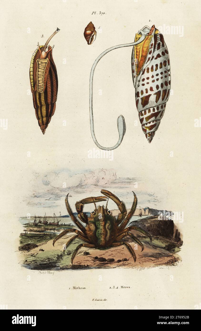 Gehrungsschalen, Mitra mitra und grüne, klebrige Krabbe, Mithraculus sculptus. Handkolorierter Stahlstich von du Casse nach einer Illustration von Adolph Fries aus Felix-Edouard Guerin-Meneville's Dictionnaire Pittoresque d'Histoire Naturelle, Paris, 1834-39. Stockfoto