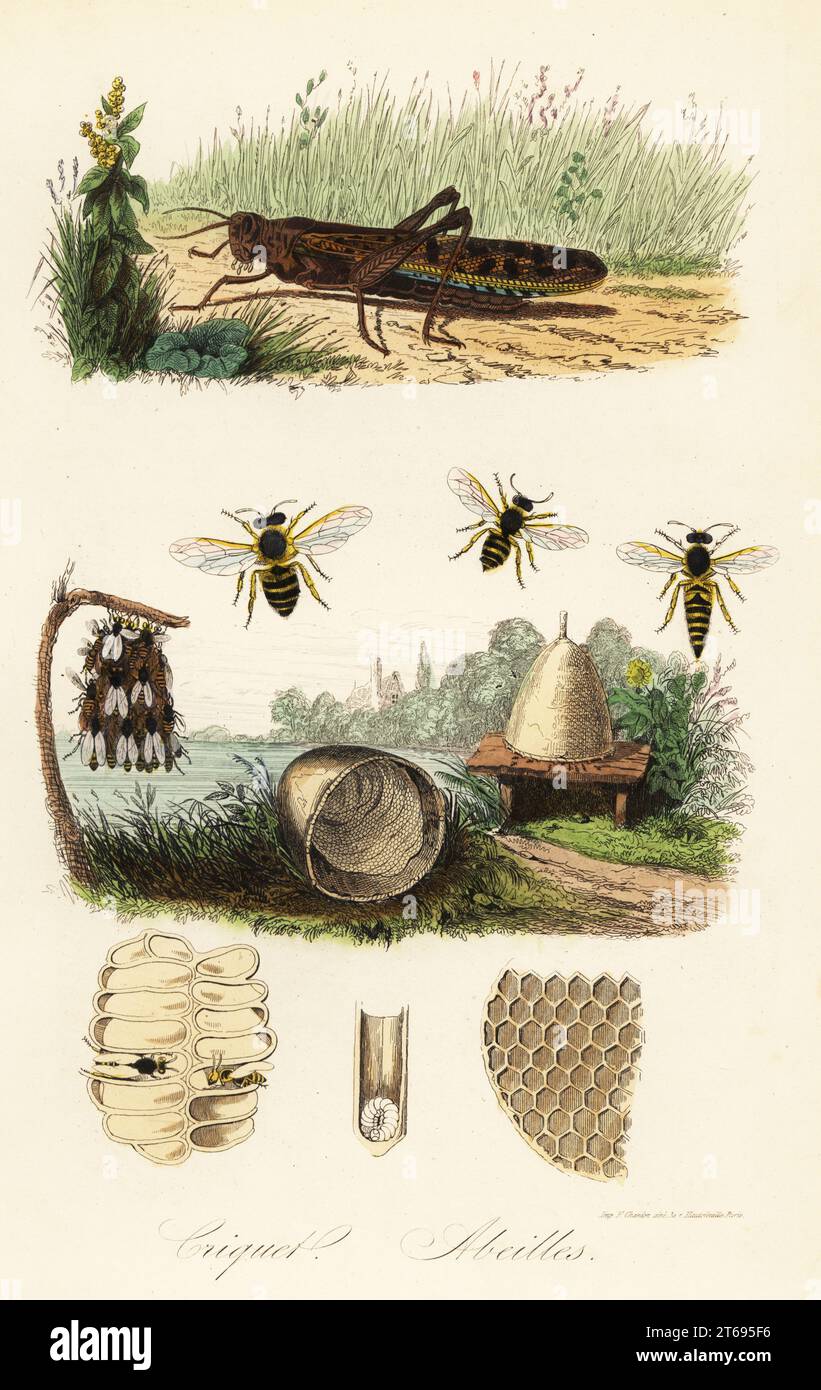 Europäische Feldgrille, Gryllus campestris und Europäische Honigbiene, APIs mellifera, Königin, Arbeiter und Drohne, Bienenstock, Waben, Schwarm usw. Criquet, Abeilles. Handkolorierter Stahlstich, gedruckt von F. Chardon aus Achille Comtes Musee dHistoire Naturelle, Museum of Natural History, Gustave Hazard, Paris, 1854. Stockfoto