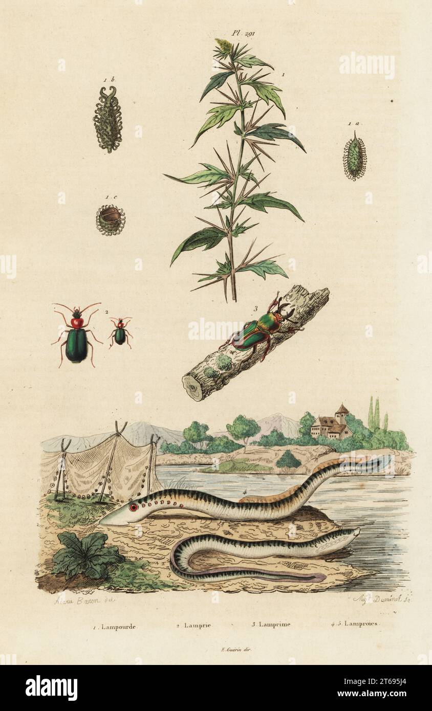 Seefauge, Petromyzon marinus, Käfer, Lamprima oenea und Lamprias cyanocephala und Cocklebur, Xanthium strumarium. Handkolorierter Stahlstich von August Dumenil nach einer Illustration von Acarie Baron aus Felix-Edouard Guerin-Meneville's Dictionnaire Pittoresque d'Histoire Naturelle, Paris, 1834-39. Stockfoto