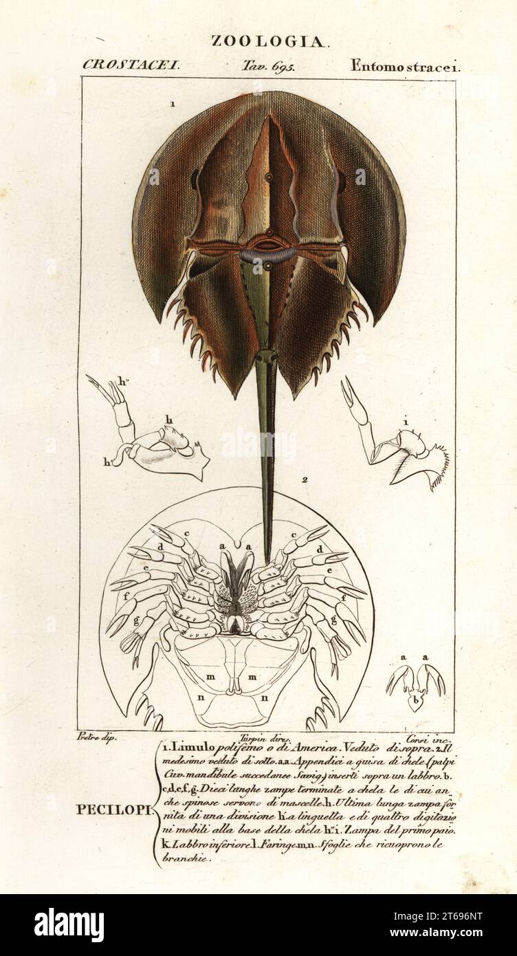 Atlantische Hufeisenkrabbe, Limulus polyphemus. Percilopi Limulo polifemo. Handfarbige Kupferstichgravur von Antoine Laurent de Jussieus Dizionario delle Scienze NATURALI, Wörterbuch der Naturwissenschaften, Florenz, Italien, 1837. Von Corsi gravierte Illustration, gezeichnet von Jean Gabriel Pretre und unter der Regie von Pierre Jean-Francois Turpin, herausgegeben von Batelli e Figli. Turpin (1775-1840) gilt als einer der größten französischen Botanischen Illustratoren des 19. Stockfoto