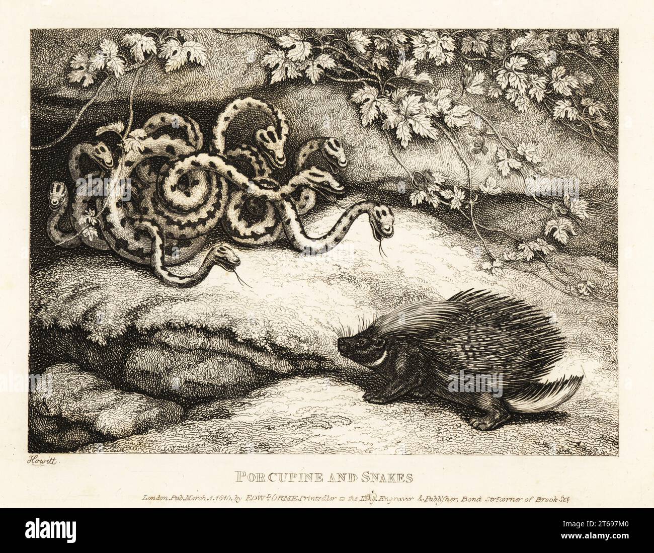 Ein Stachelschwein stimmt zu, eine Höhle mit einem Schlangennest zu teilen, aber seine scharfen Stacheln treiben sie hinaus. Stachelschweine und Schlangen. Illustration einer Fabel des griechischen Autors Aesop. Kupferstichradierung gezeichnet und aus dem Leben von Samuel Howitt aus seinem eigenen A New Work of Animals, hauptsächlich entworfen aus den Fabeln von Aesop, Gay and Phaedrus, Edward Orme, London, 1811. Stockfoto