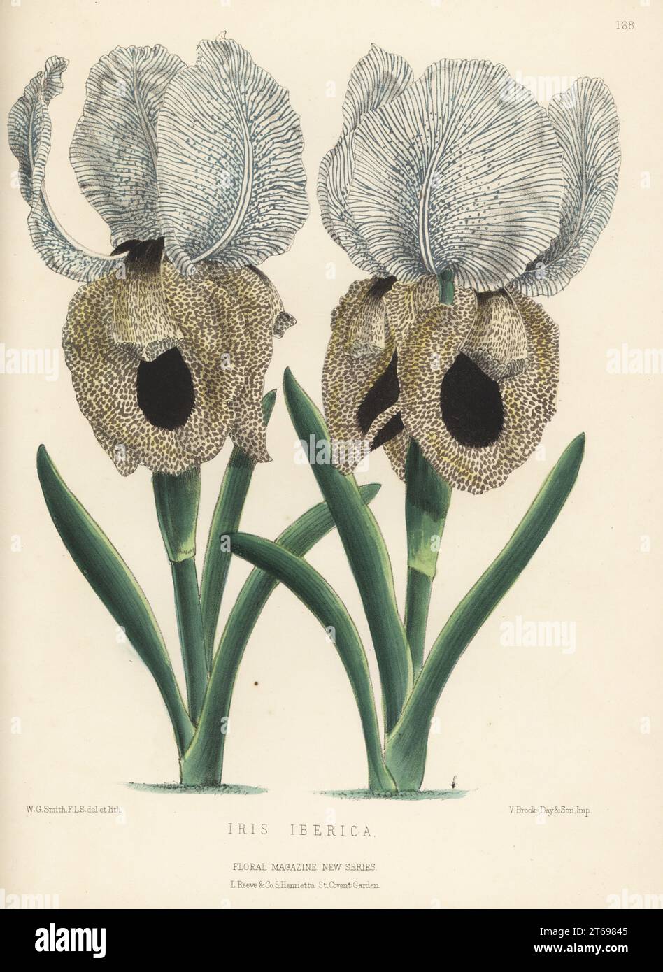 Iberische Iris oder georgische Iris, Iris iberica, die in den Kaukasusbergen Armeniens, im Osten Georgiens und im Westen Aserbaidschans heimisch ist. Aufgewachsen von H. E. Chitty von Bellevue Nursery, New Jersey, USA. Handfarbige botanische Illustration gezeichnet und lithographiert von Worthington George Smith aus Henry Honywood Dombrain's Floral Magazine, New Series, Band 3, L. Reeve, London, 1874. Lithographie gedruckt von Vincent Brooks, Day & Son. Stockfoto