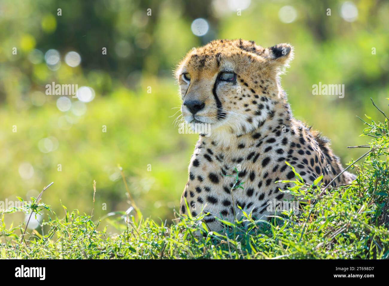 Erwachsener Gepard, Acinonyx jubatus, mit verletzten Augen in Masai Mara, Kenia Stockfoto Erwachsener Gepard, Acinonyx jubatus, mit verletzten Augen in Masai Mara, Kenia Stockfoto