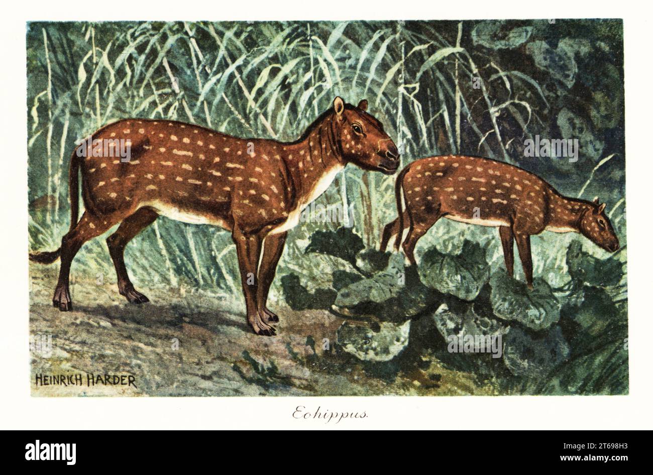 Eohippus angustidens, ausgestorbene Arten von kleinen Equiden-Huftieren, frühe Eozän (Ypreseian). Eohippus oder Hyracotherium. Farbige Illustration nach Heinrich Harder von Wilhelm Bolsches Tiere der Urwelt, Reichardt Cocoa Company, Hamburg, 1908. Heinrich Harder (1858–1935) war ein deutscher Landschaftskünstler und Buchillustrator. Stockfoto