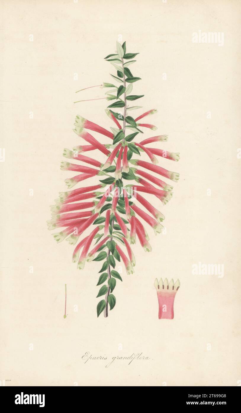 Fuchsia Heide oder Zigarettenblume, Epacris longiflora. Sie stammt aus New South Wales, Australien. Großblütige Epacris, Epacris grandiflora. Handkolorierter Kupferstich aus dem Joseph Paxtons Magazine of Botany und Register of Flowering Plants, Band 1, Orr and Smith, London, 1834. Stockfoto