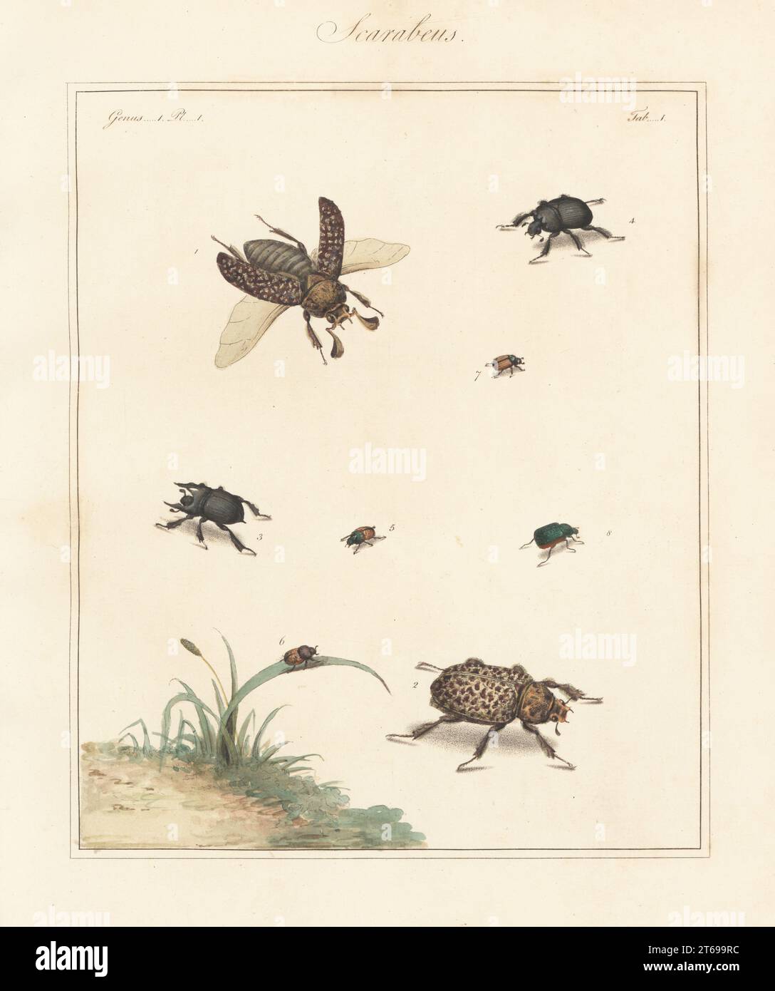 Karabinkäfer, Polyphylla (Polyphylla) fullo 1,2, Minotaurkäfer, Typhaeus typhoeus 3,4, gesprenkelter Dungkäfer, Onthophagus nuchicornis 5,6, Omaloplia ruricola 7 und Rebscheuer, Anomala vitis 8. Handkolorierter Kupferstich von Thomas Martyns, dem englischen Entomologen, der alle in England gefundenen Coleopterous Insects ausstellt, Academy for Illustrating and Painting Natural History, London, 1792. Stockfoto