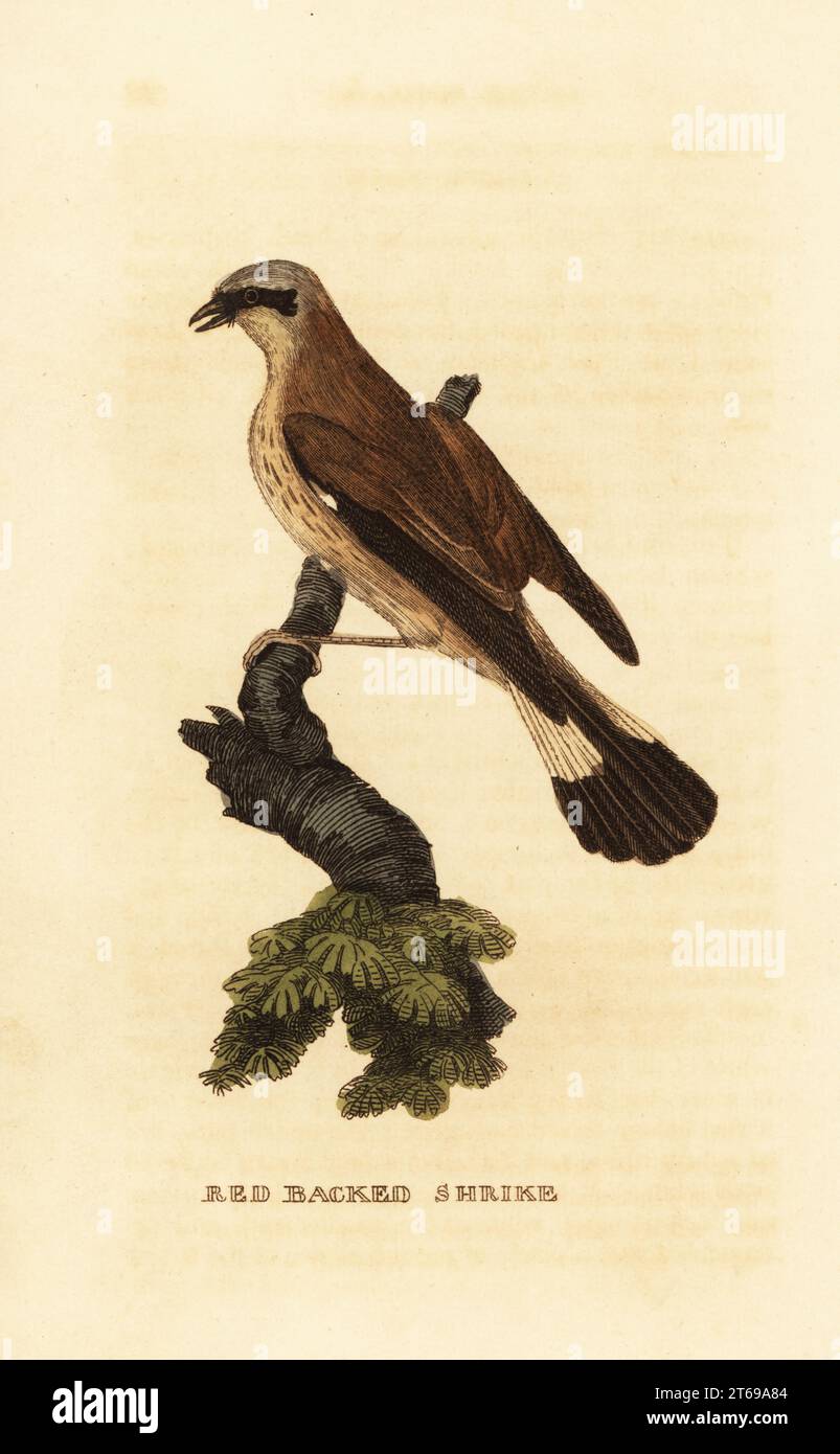 Roter Krabbelkopf, Lanius collurio. Handkolorierter Holzschnitt nach einer Illustration von Edward Donovan aus der Naturgeschichte der Vögel, herausgegeben von Brightly and Childs, Bungay, Suffolk, 1815. Charles Brightly gründete 1795 in Bungay eine Gießerei für Druck und Stereotype und ging 1808 eine Partnerschaft mit dem nonkonformistischen Radikalen-Drucker John Firby Childs ein. Stockfoto