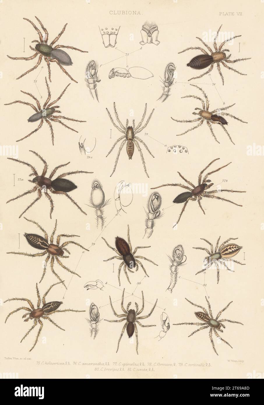 SAC-Spinnen. Clubiona stagnatilis 75, Clubiona terrestris 76, Clubiona pallidula 77,78, Rindensackspinne, Clubiona corticalis 79, Clubiona brevipes 80 und Clubiona comta 81. Handkolorierte Lithographie von W. West nach Tuffen West aus John Blackwalls A History of the Spinnen of Great Britain and Ireland, Ray Society, London, 1861. Stockfoto