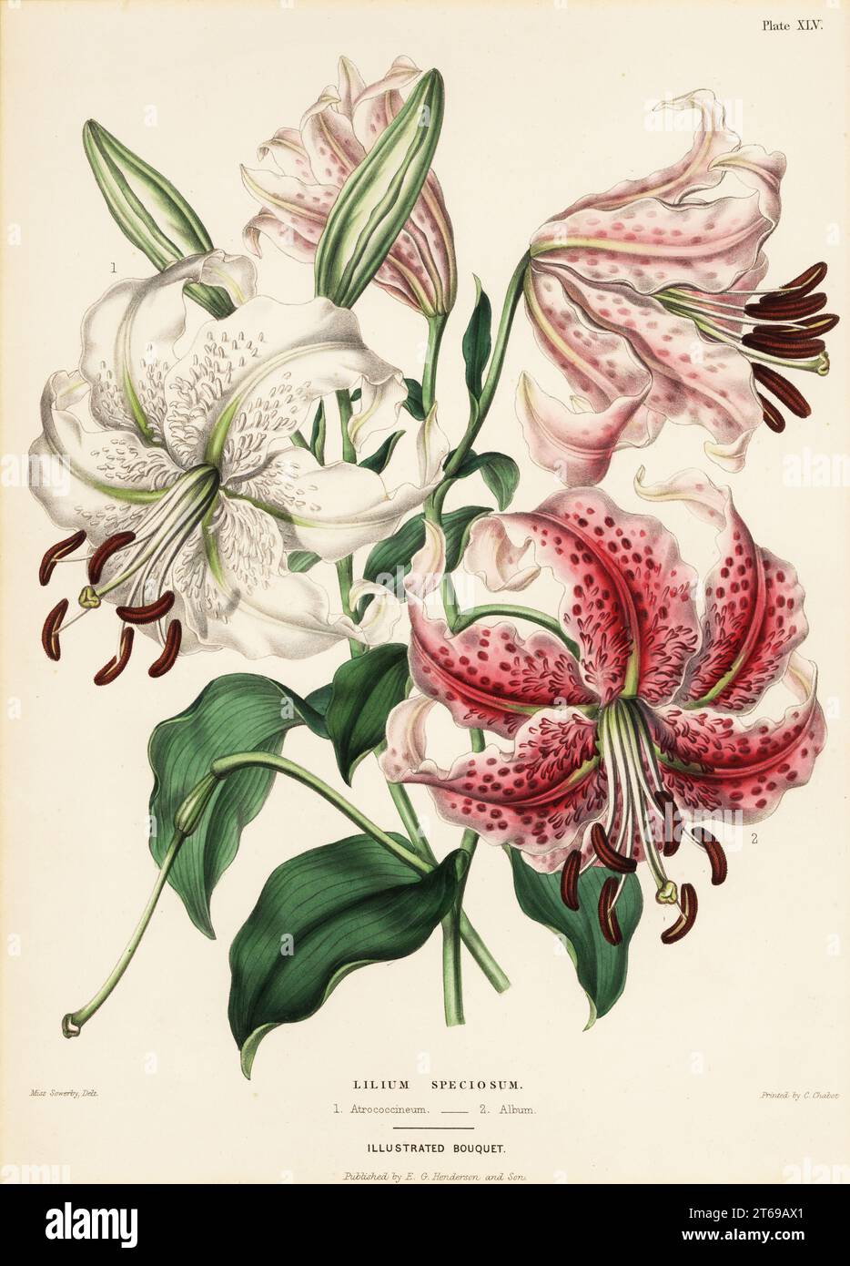 Japanische Liliensorten, Lilium specioseum. Pink, Atrococcineum 1 und weiß, Album 2. Handkolorierter Kupferstich nach einer botanischen Illustration von Miss Charlotte Caroline Sowerby von Edward Henderson und Andrew Hendersons der Illustrated Bouquet, bestehend aus Figuren mit Beschreibungen neuer Blumen, gedruckt von C. Chabot, Z. B. Henderon, London, 1857. Stockfoto