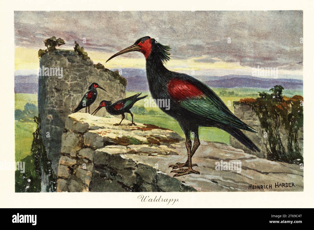 Northern Glatze ibis, Eremit ibis oder Waldrapp, Geronticus eremita, gefährdet. Fossilien seit dem Pleistozän. Waldrapp., Waldraben. Farbige Illustration nach Heinrich Harder von Wilhelm Bolsches Tiere der Urwelt, Reichardt Cocoa Company, Hamburg, 1908. Heinrich Harder (1858–1935) war ein deutscher Landschaftskünstler und Buchillustrator. Stockfoto