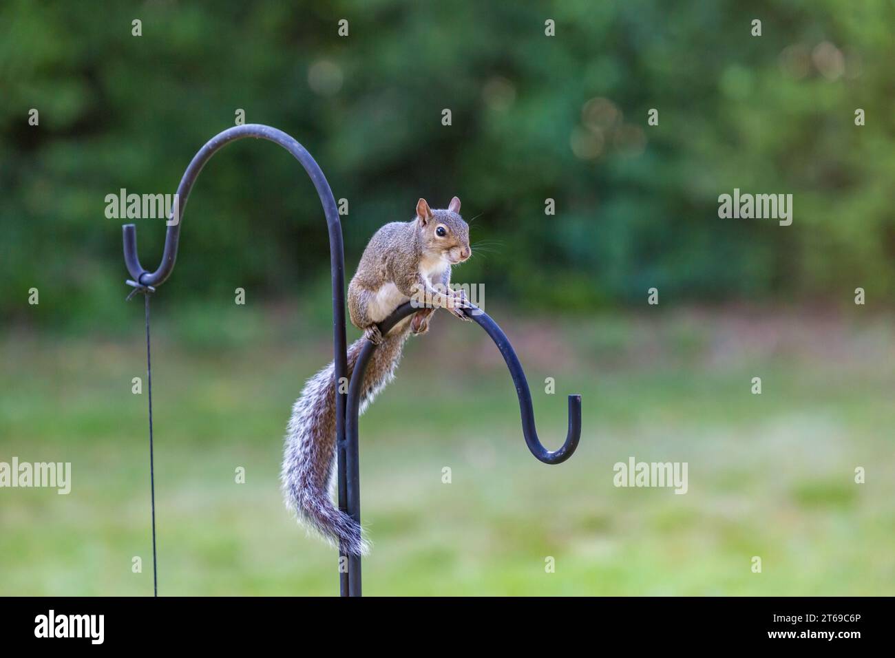 Das Eastern Grey Eichhörnchen balanciert auf einem schäferhaken in Gulfport, Mississippi, USA Stockfoto