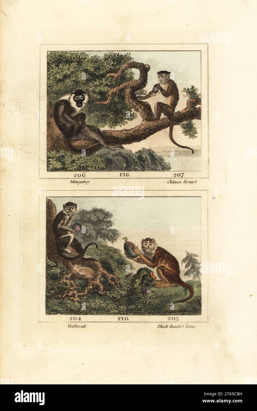 Rußmangabey, Cercocebus atys 206, gefährdeter Haubenmakaken, Macaca sinica 207, gelber Pavian, Papio cynocephalus 204 und Patas Affe, Erythrocebus patas 205. Mangabey, chinesischer Haubenaffen, Malbrouk und schwarze Patas. Handkolorierter Kupferstich nach Jacques de Seve aus James Smith Barrs Ausgabe von Comte Buffons Natural History, A Theory of the Earth, General History of man, brate Creation, Gemüse, Mineralien, T. Gillet, h. D. Symonds, Paternoster Row, London, 1807. Stockfoto