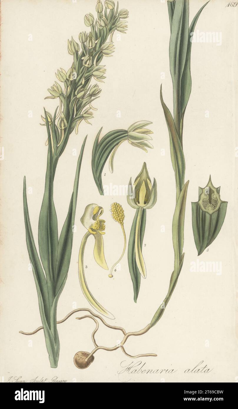 Geflügelte Sumpforchidee oder flügelfruchtige habenaria Orchidee, Habenaria alata. Stammt aus den Westindischen Inseln, von St. Vincent Island von Reverend Lansdown Guilding. Handfarbene Kupferplatte, Gravur von Joseph Swan nach einer botanischen Illustration von William Jackson Hooker aus seiner exotischen Flora William Blackwood, Edinburgh, 1827. Stockfoto