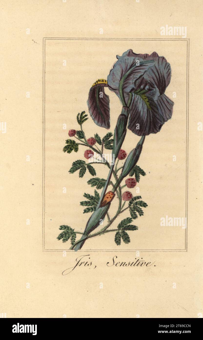 Iris, Iris gemanica und empfindliche Pflanze, Mimosa pudica. Handkolorierter Kupferstich nach einer Illustration von Pancrace Bessa von Charles Malos Guirlande de de Flore, Garland of Flowers, Chez Janet, Paris, 1816. Ein Geschenkbuch für Damen mit feinen Miniatur-Botanicals von Bessa, einer der großen französischen Blumenmaler des 19. Jahrhunderts. Stockfoto