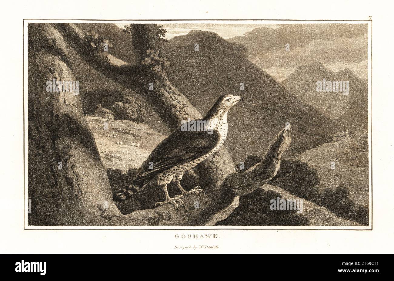 Nördlicher Goschawk, Accipiter gentilis, Falco palumbarius, auf einem Baum in einer bergigen Landschaft. Aquatint gezeichnet und graviert von William Daniell in William Woods Zoography, Cadell and Davies, 1807. Stockfoto