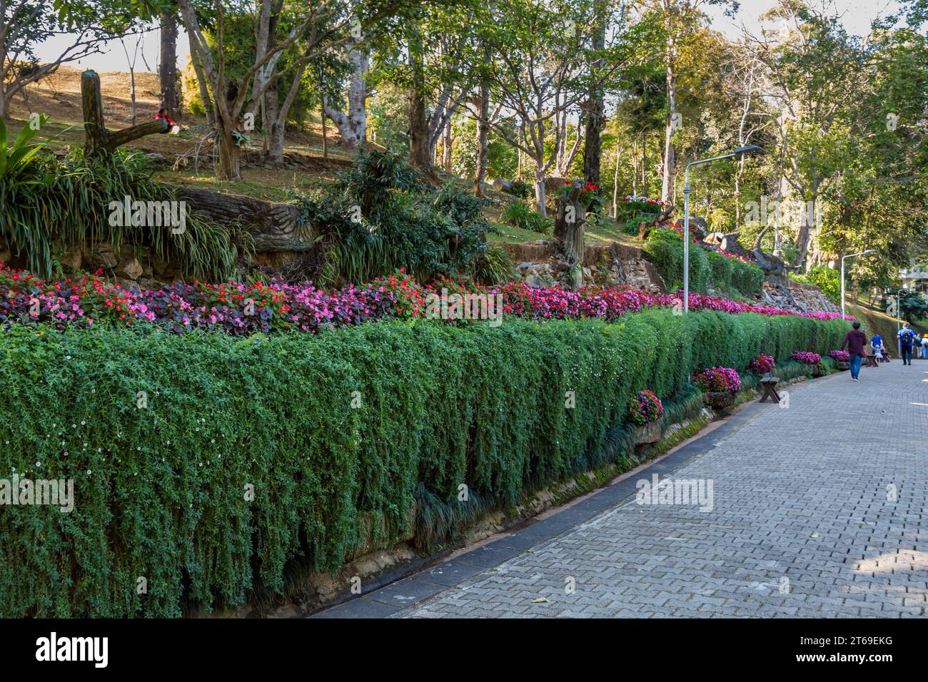 Amerikanische Touristen gehen auf der Straße durch üppige Gärten, die zur Doi Tung Royal Villa in der Doi Tung Attraktion in Chiang Rai, Thailand führen Stockfoto