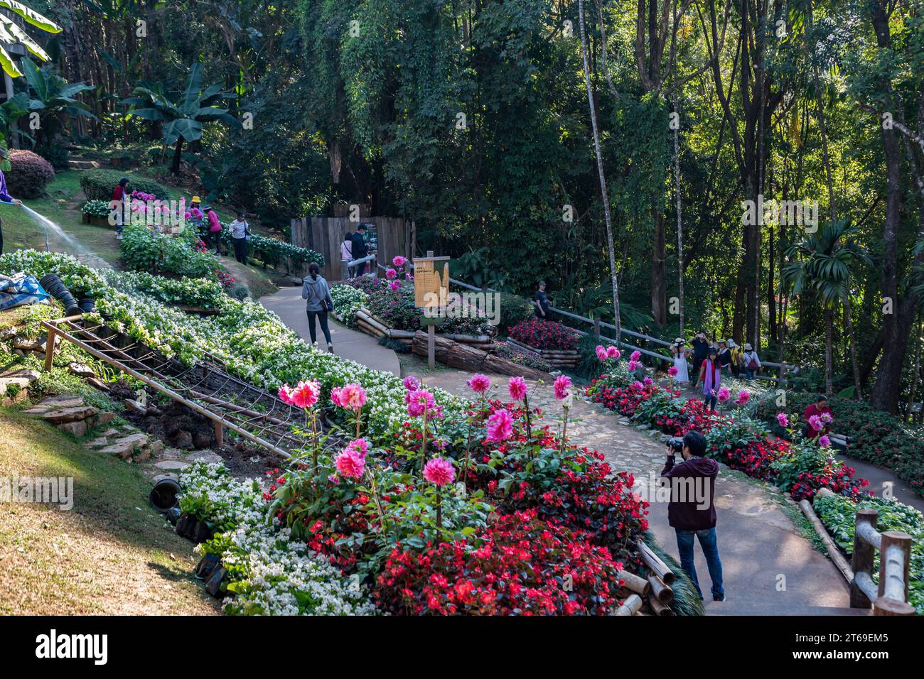Touristen gehen vorbei an bunten Blumen und üppigen Gärten in den Mae Fah Luang Gardens innerhalb der Doi Tung Touristenattraktion in Chiang Rai, Thailand Stockfoto