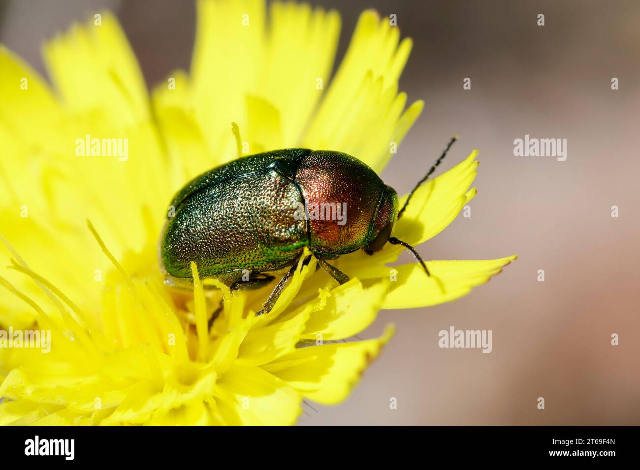Fallkäfer beim Blütenbesuch, Blattkäfer, Cryptocephalus spec., Chrysomelidae, Blattkäfer, Blattkäfer, entweder Cryptocephalus sericeus oder Cryptoc Stockfoto
