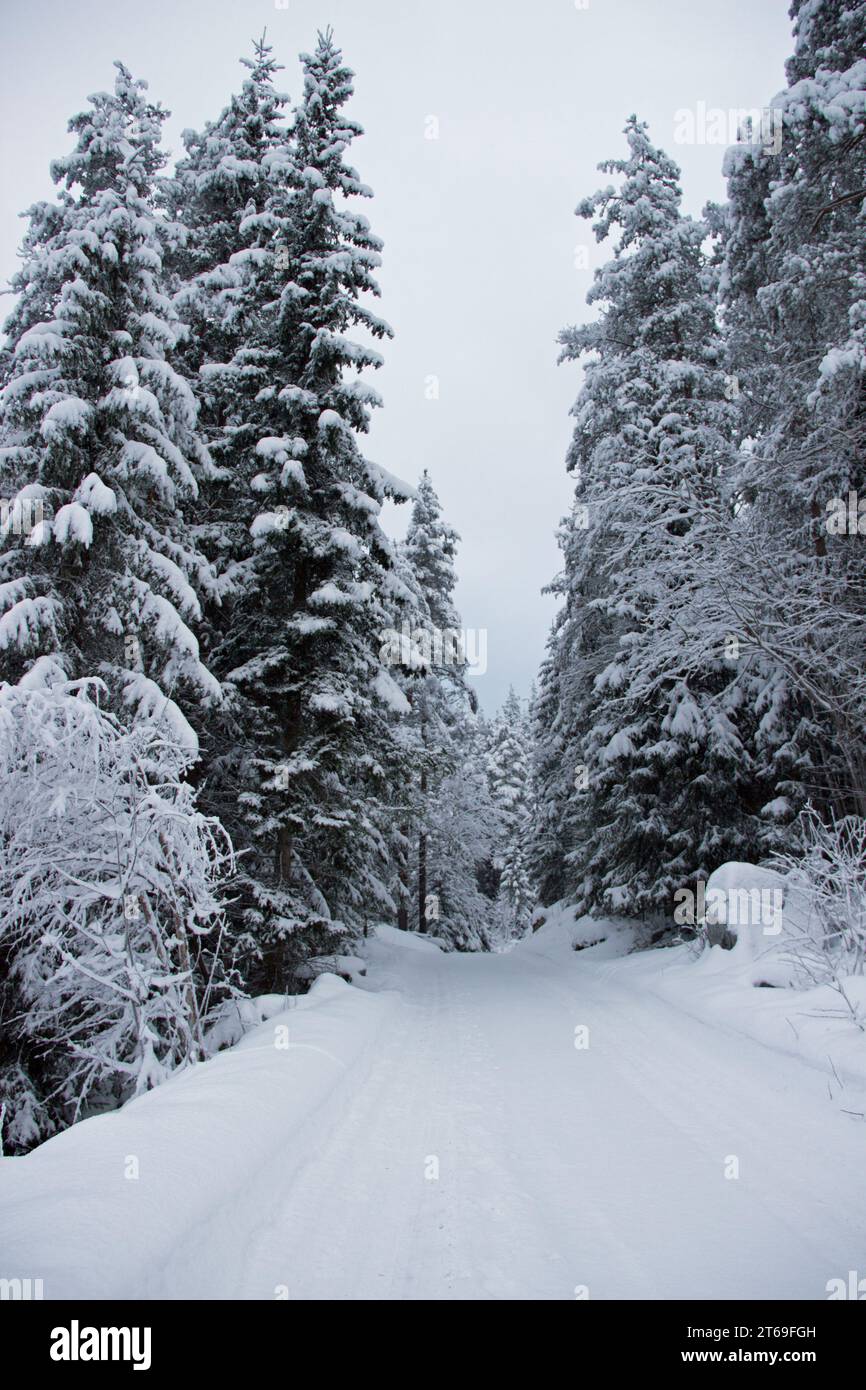 Eine idyllische Winterszene mit schneebedeckten Bäumen und einer frischen Schneedecke Stockfoto