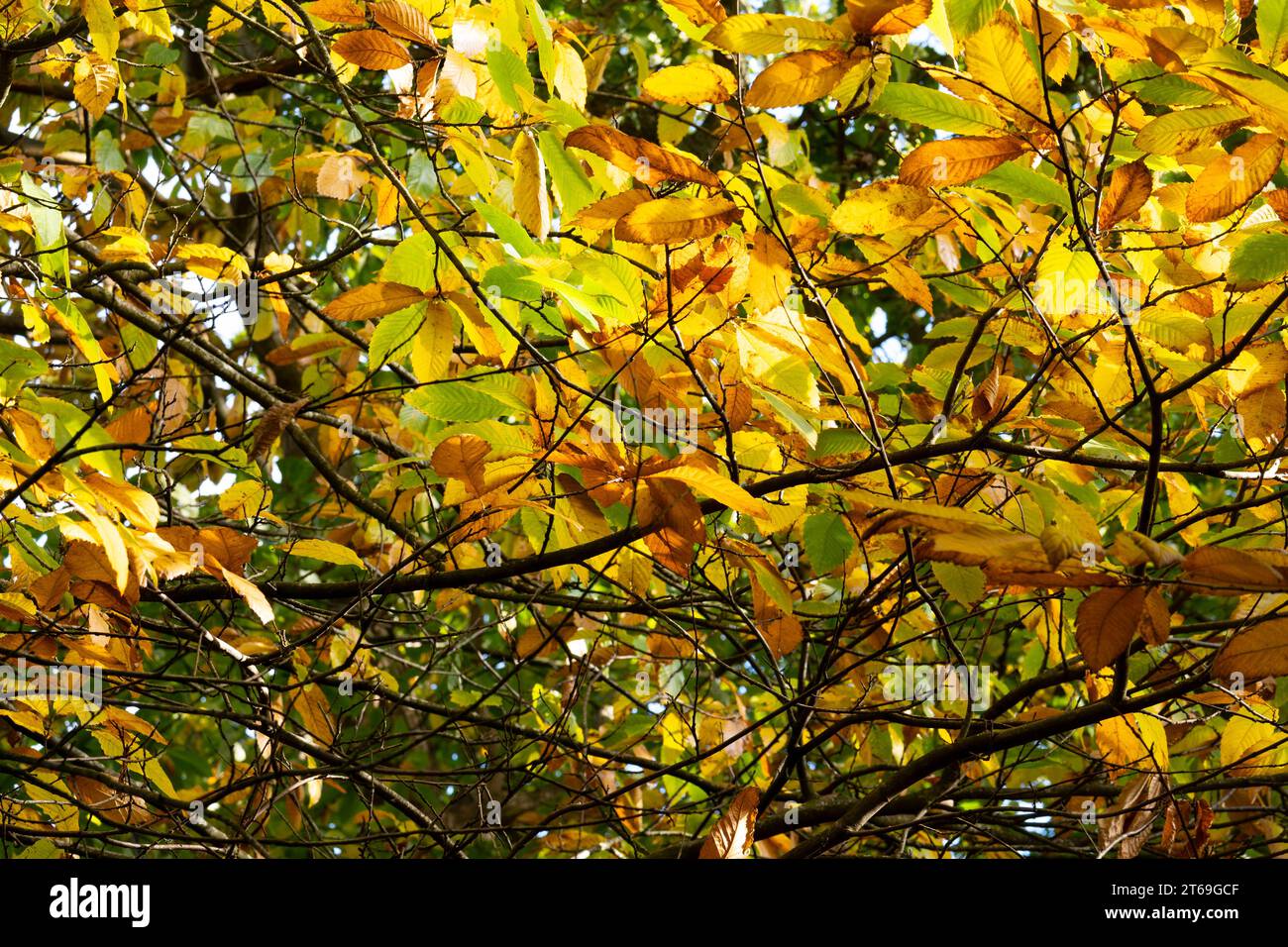 Sweet Chestnut (Castanea sativa) treein Herbst, Crackley Wood, Kenilworth, Warwickshire, Großbritannien Stockfoto