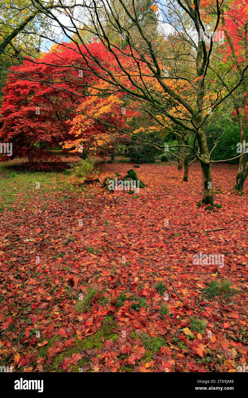 Herbstfarben Parc Cefn onn, Lisvane, Cardiff, Südwales. Stockfoto