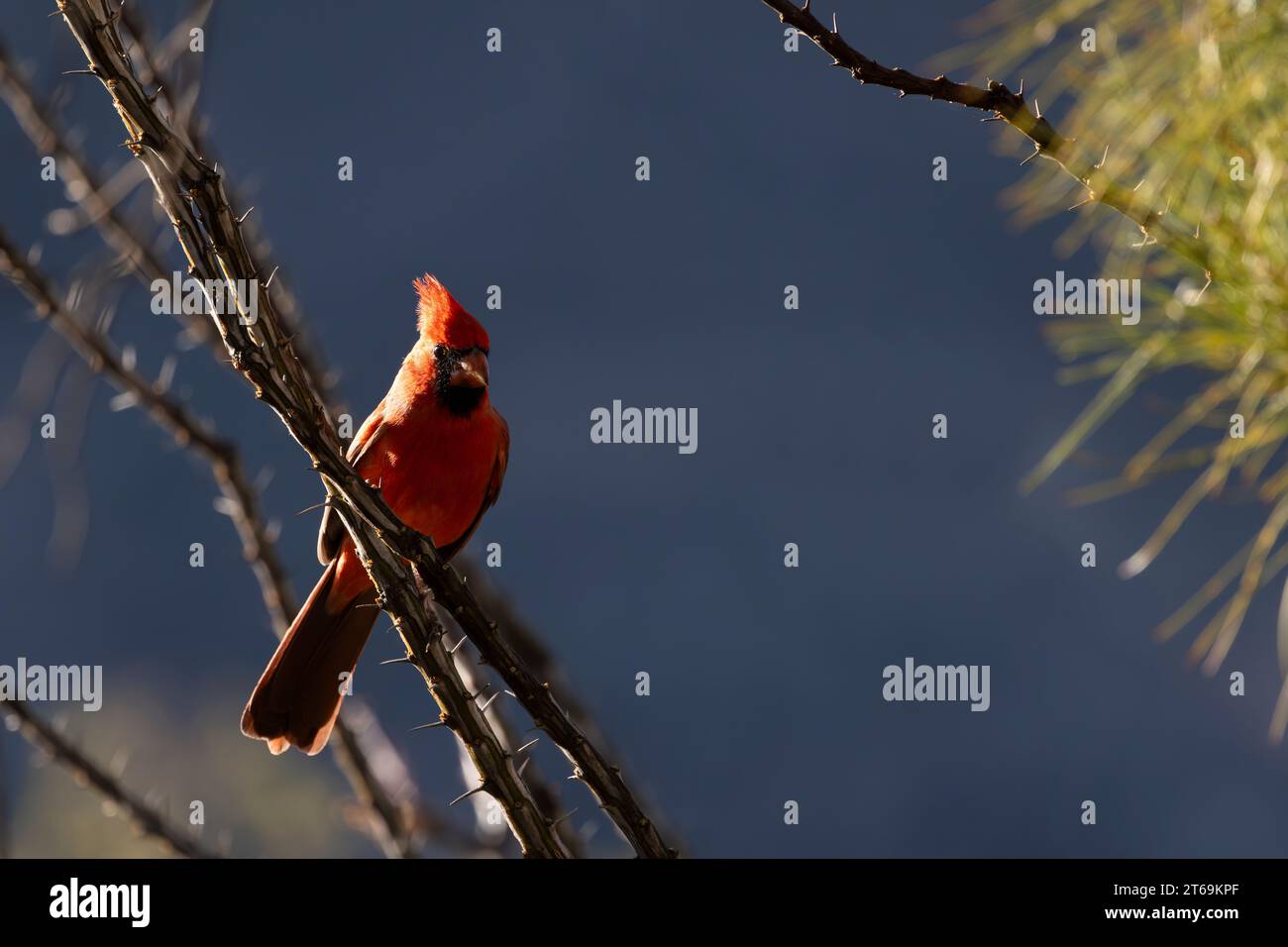 Hellrotes Nordkardinalbarsch auf Dornen-Okotillo-Stiel vor blauem Himmel in der trockenen Umgebung des Südwestens Porträt aufgenommen in Portal, Arizona, Unite Stockfoto