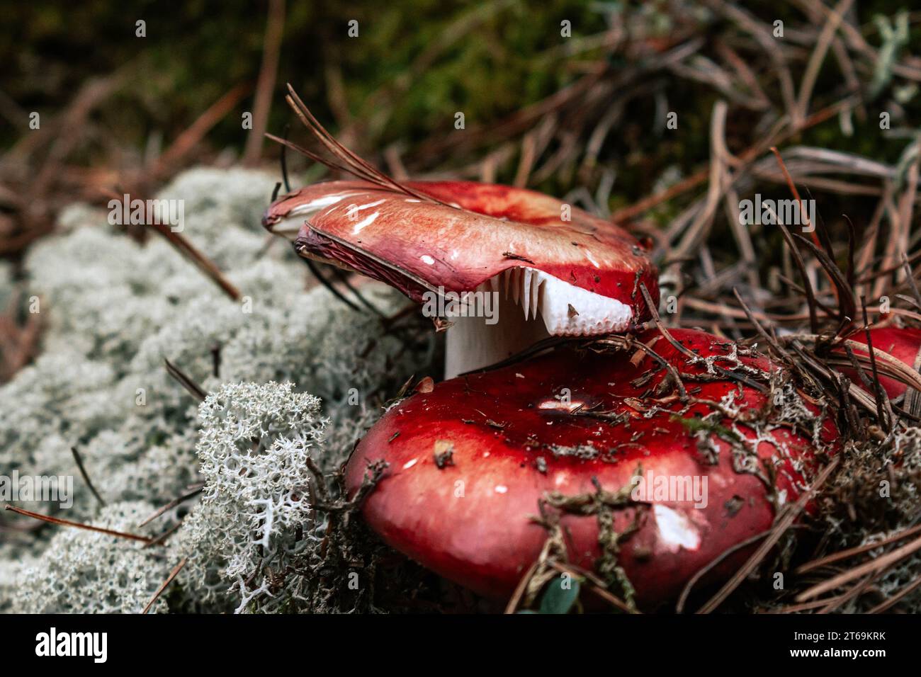 Dunkler botanischer Hintergrund mit zwei roten Pilzmützen. Russula-Pilz im Herbstwald. Graues Rentiermoos und trockene braune Kiefernnadeln Stockfoto
