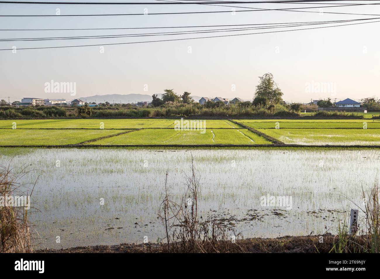 Reisfelder im Bezirk Mueang Chiang Rai im Norden Thailands Stockfoto