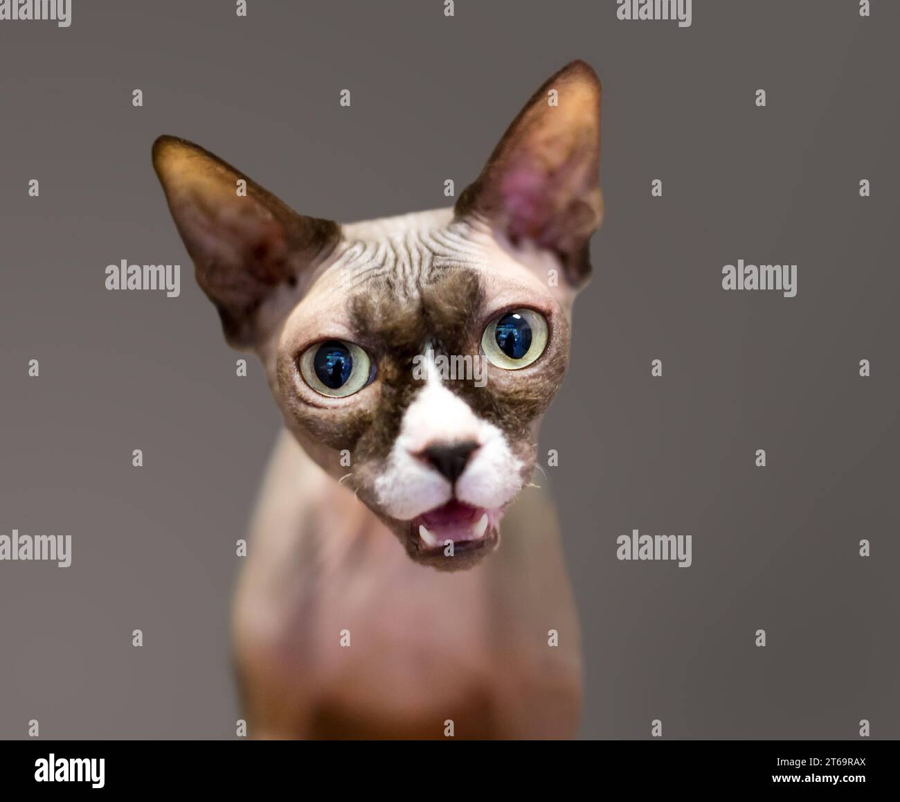 Eine reinrassige, haarlose Sphynx-Katze miaut Stockfoto