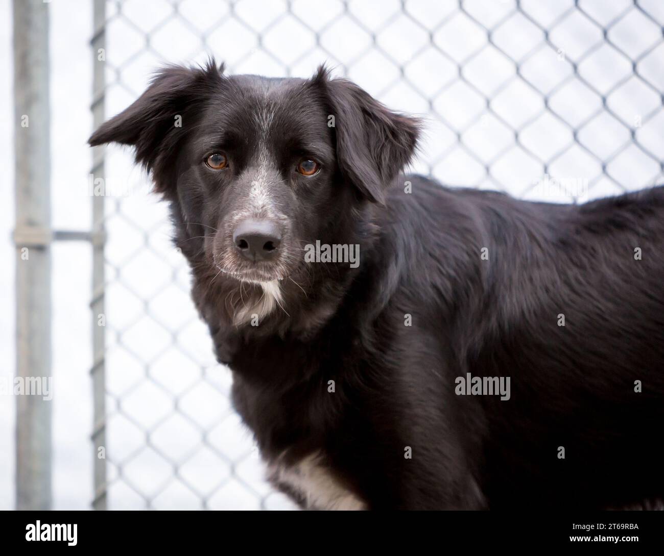 Ein nervöser Border Collie Mischlingshund in einem Tierheim Zwinger Stockfoto