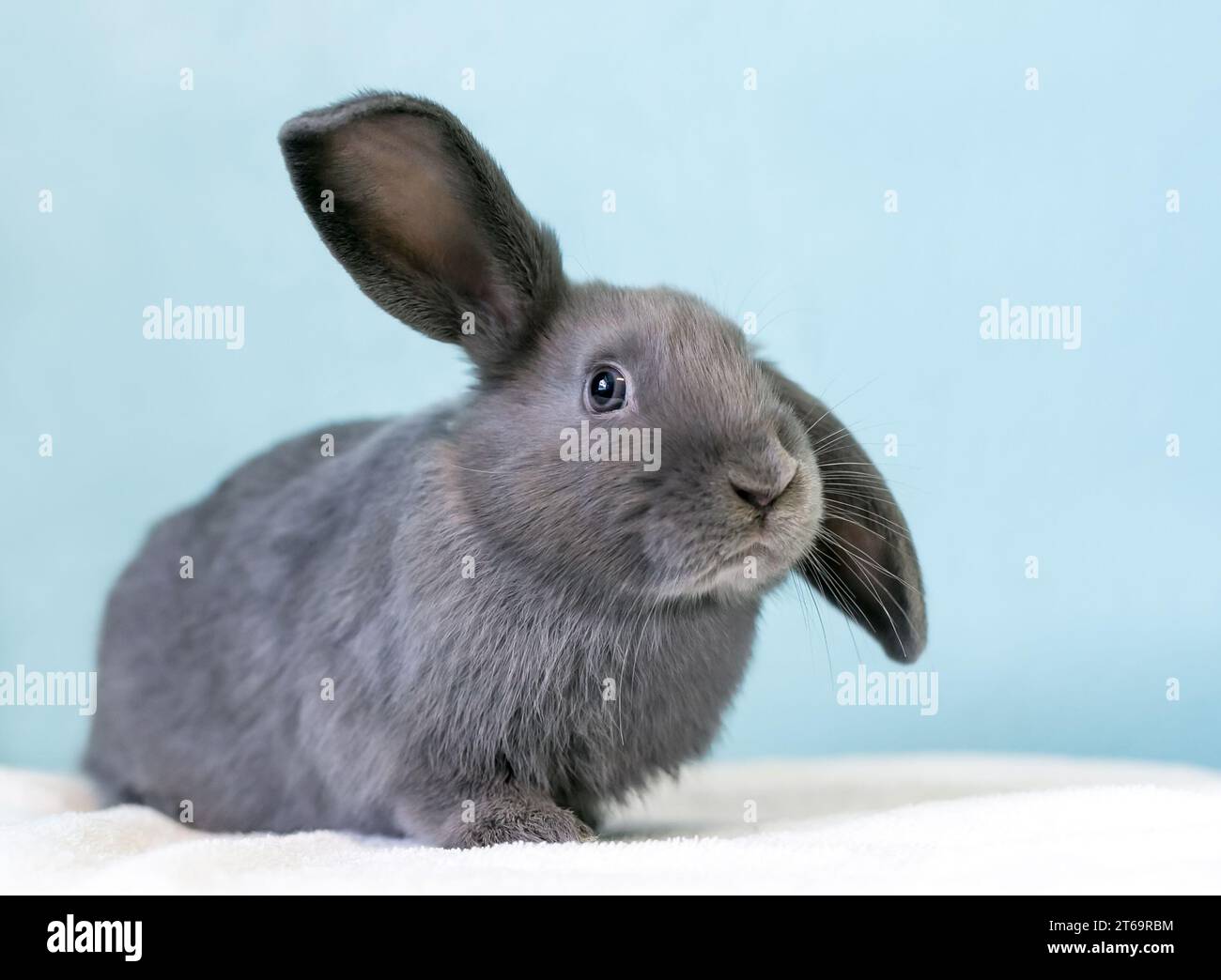Ein graues Kaninchen hält seine Ohren in einer halben lop-Position Stockfoto